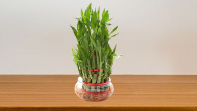 Photo of शुभ है बांस का पौधा, Lucky bamboo plant benefits in hindi