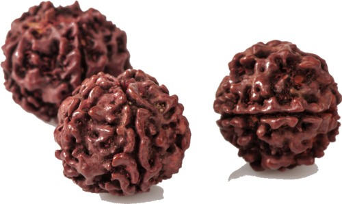 rudraksha